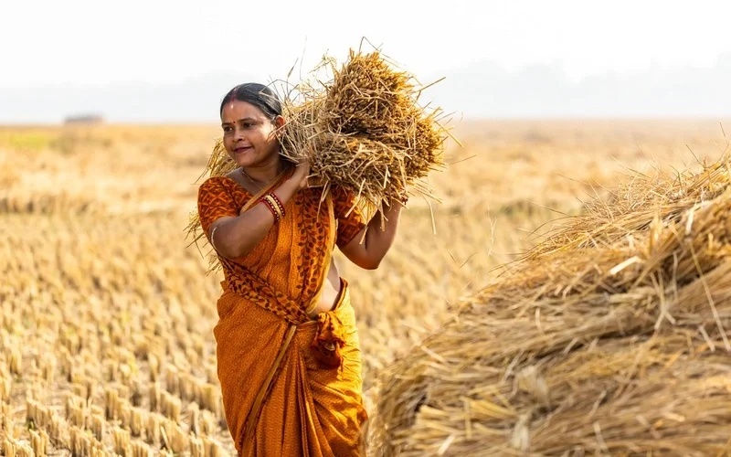 Sradhanjali Pradhan at a paddy field in Odisha, India, on December 12, 2025.